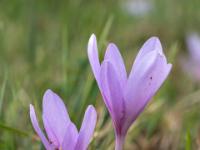 Unterschiedlich hohes violettes Herbstzeitlose Blüten Duo
